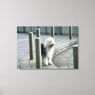 Oud Engels Sheep Dog Canvas Afdruk