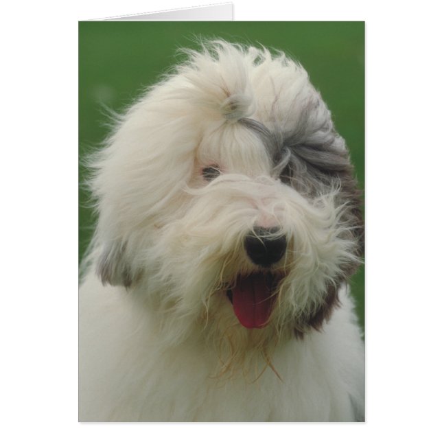 Oud Engels Sheepdog (Voorkant)