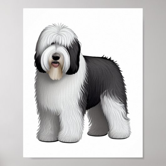 Oud Engels Sheepdog 10 Poster (Voorkant)