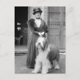 Oud Engels Sheepdog, 1915 Briefkaart