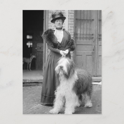 Oud Engels Sheepdog, 1915 Briefkaart (Voorkant)