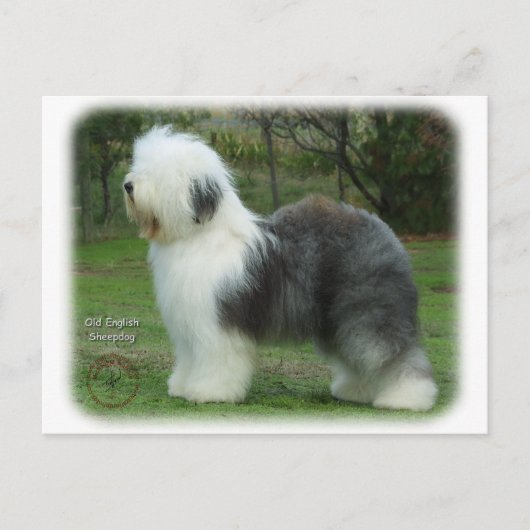 Oud Engels Sheepdog 9F054D-18 Briefkaart (Voorkant)