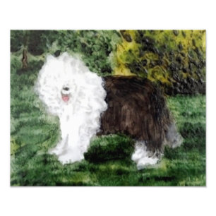 Oud Engels Sheepdog Art Foto Afdruk