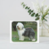 Oud Engels Sheepdog Briefkaart (Staand voorkant)