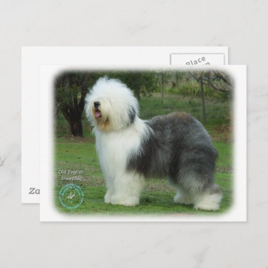 Oud Engels Sheepdog Briefkaart (Voorkant / Achterkant)