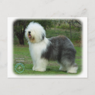 Oud Engels Sheepdog Briefkaart