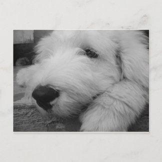 Oud Engels Sheepdog Briefkaart
