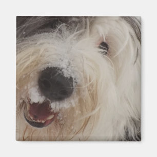 Oud Engels Sheepdog Magnet - Sneeuwgezicht Magneet