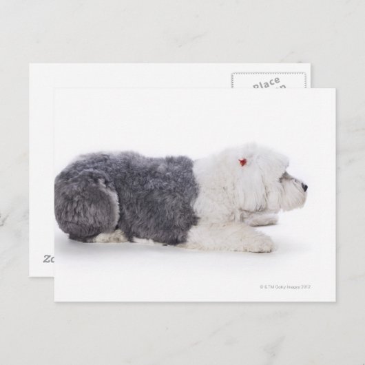 Oud Engels Sheepdog op witte achtergrond Briefkaart (Voorkant / Achterkant)