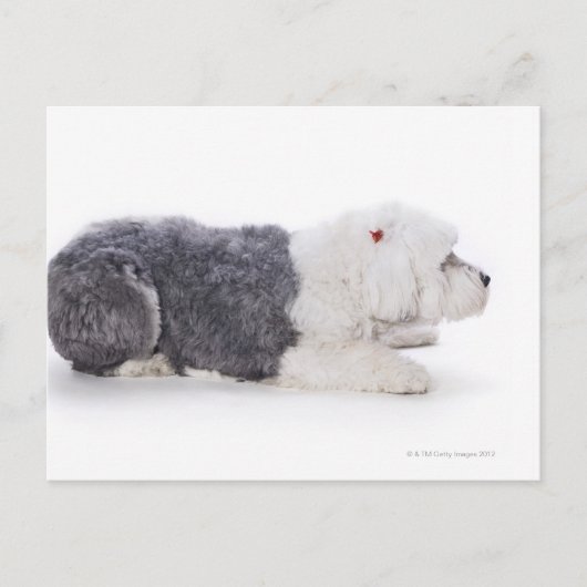 Oud Engels Sheepdog op witte achtergrond Briefkaart (Voorkant)