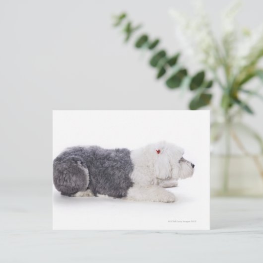 Oud Engels Sheepdog op witte achtergrond Briefkaart (Staand voorkant)