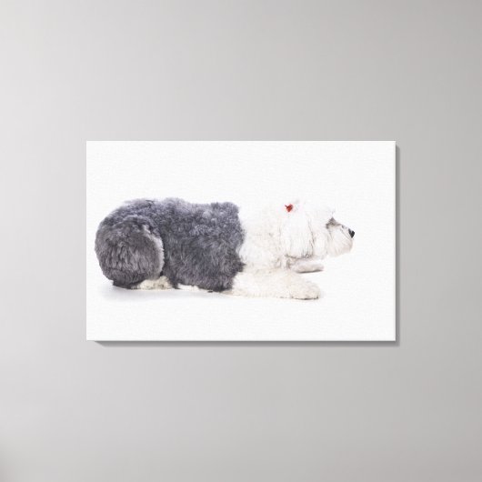 Oud Engels Sheepdog op witte achtergrond Canvas Afdruk (Voorkant)