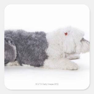 Oud Engels Sheepdog op witte achtergrond Vierkante Sticker