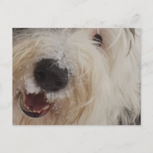 Oud Engels Sheepdog Post Card - Snow Face Briefkaart