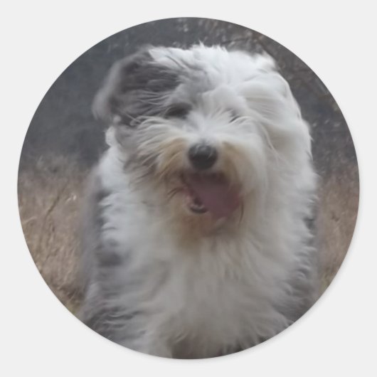 Oud Engels Sheepdog Sticker - Run Dog! (Voorkant)