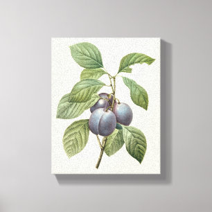Oud fruit, paarse tuinpruimen door Redoute Canvas Afdruk