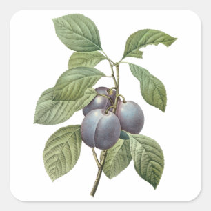 Oud fruit, paarse tuinpruimen door Redoute Vierkante Sticker