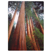 Oud-groeislijm Sequoia Redwood-bomen Klembord (Achterkant)