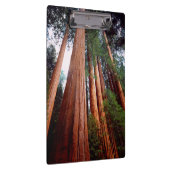 Oud-groeislijm Sequoia Redwood-bomen Klembord (Rechts)