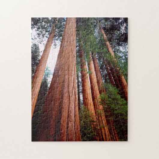 Oud-groeislijm Sequoia Redwood-bomen Legpuzzel (Verticaal)