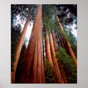 Oud-groeislijm Sequoia Redwood-bomen Poster