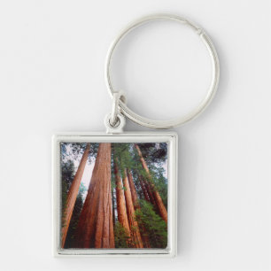 Oud-groeislijm Sequoia Redwood-bomen Sleutelhanger