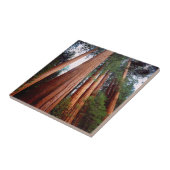 Oud-groeislijm Sequoia Redwood-bomen Tegeltje (Zijkant)