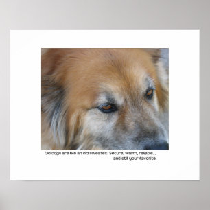 Oud hondencitaat poster