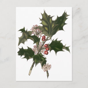 Oud Kerstmis, groene hulstplant met bessen Feestdagenkaart