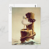 OUD MAN SEAGULL van SHARON SHARPE Briefkaart (Voorkant / Achterkant)