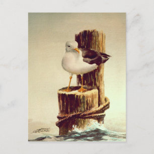 OUD MAN SEAGULL van SHARON SHARPE Briefkaart