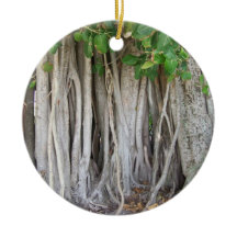 Oud oeroud ficus tree roots background afbeelding