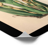 Oud orchidee ventilator Afdrukgeel Poster (Hoek)