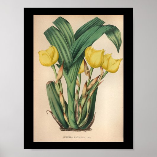 Oud orchidee ventilator Afdrukgeel Poster (Voorkant)