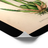 Oud  orchidee ventilator — wit afdrukken poster (Hoek)