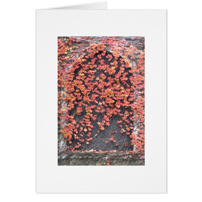 Oud venster met Red Ivy (Voorkant)