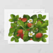 Oude Aardbei Plant Briefkaart (Voorkant / Achterkant)