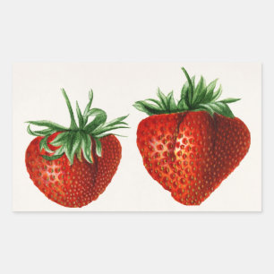 Oude Aardbei Rechthoekige Sticker