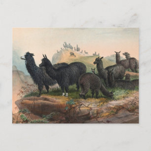 Oude Alpaca's 1861 Boek Illustratie Postkaart