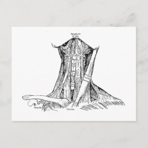 Oude anatomie-illustratiesymeren van de nek briefkaart