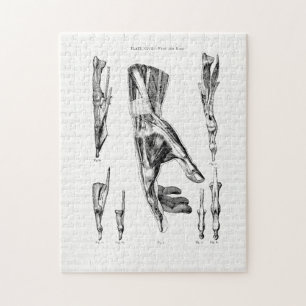 Oude anatomie Kunstspieren van de hand en de pols Legpuzzel