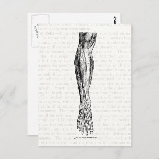 Oude anatomische tekenspieren van de poot zwart briefkaart (Voorkant / Achterkant)