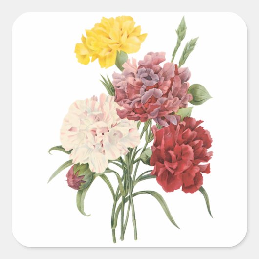 Oude Anjers Dianthus Tuin Bloemen Redoute Vierkante Sticker (Voorkant)