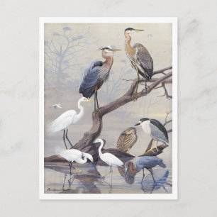 Oude ansichtkaart van reiger en zilverreiger briefkaart