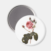 Oude antieke roze rozentuin in bloei magneet (Voorkant / Achterkant)
