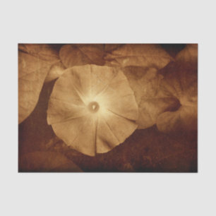 Oude antieke sepia bloemenkroon Winde Tissuepapier