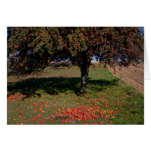 Oude Appelboom