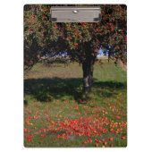 Oude appelboom klembord (Voorkant)