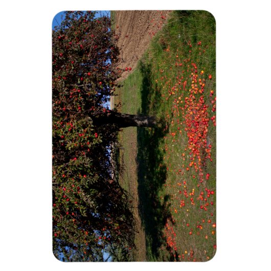 Oude appelboom magneet (Verticaal)