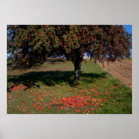 Oude appelboom